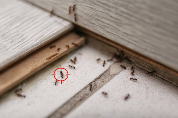 Best Cockroach Control Services  in Roseburg Nth, OR