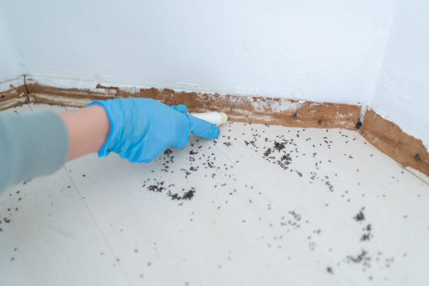 Best Flea Control Services  in Roseburg Nth, OR